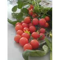 Jasmin crveni (cherry) 150 semena