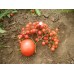 Jasmin crveni (cherry) 150 semena